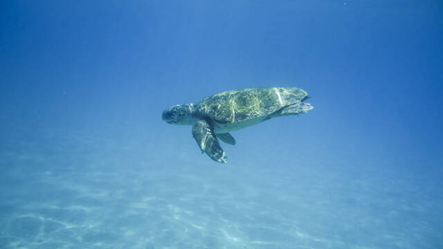 Schildpaddenkust