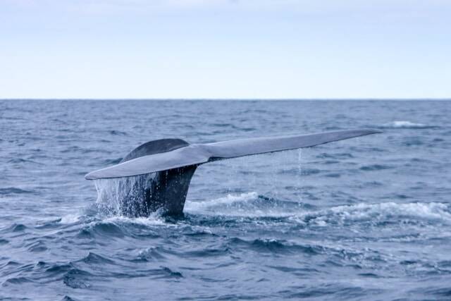 Walvissen in de Atlantische Oceaan