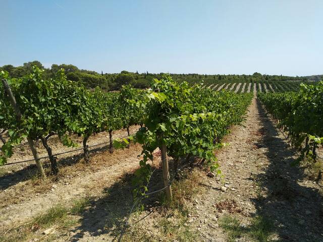 Landelijk Puglia