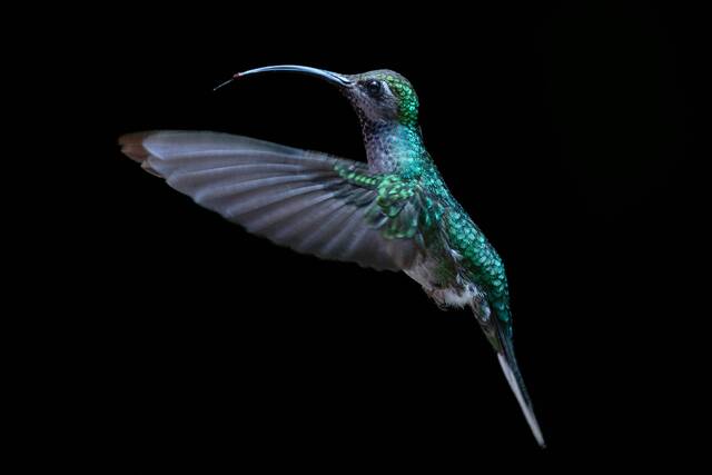 Monteverde – nachtelijk wildlife