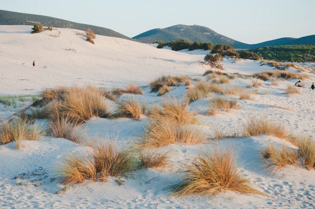 Duinen Sardini&euml;
