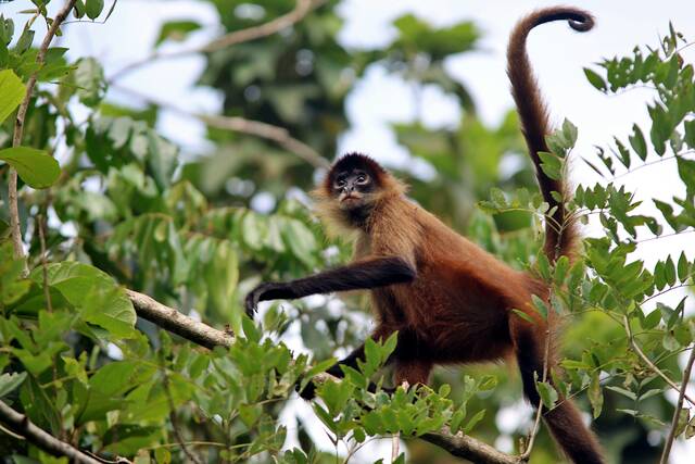 Tortuguero – dieren in de jungle