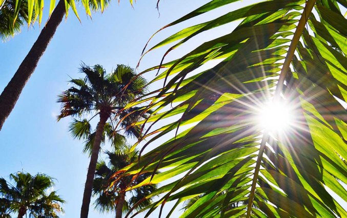 Tuin van Appartementen Playa del Sol op Gran Canaria