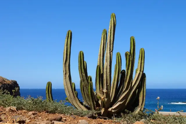 Tenerife1