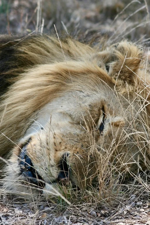 Zuid-Afrika-met-safari11