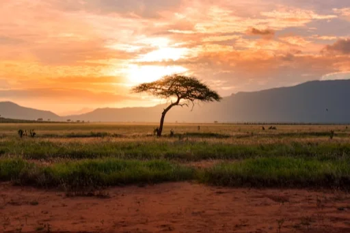 Zuid-Afrika-met-safari3